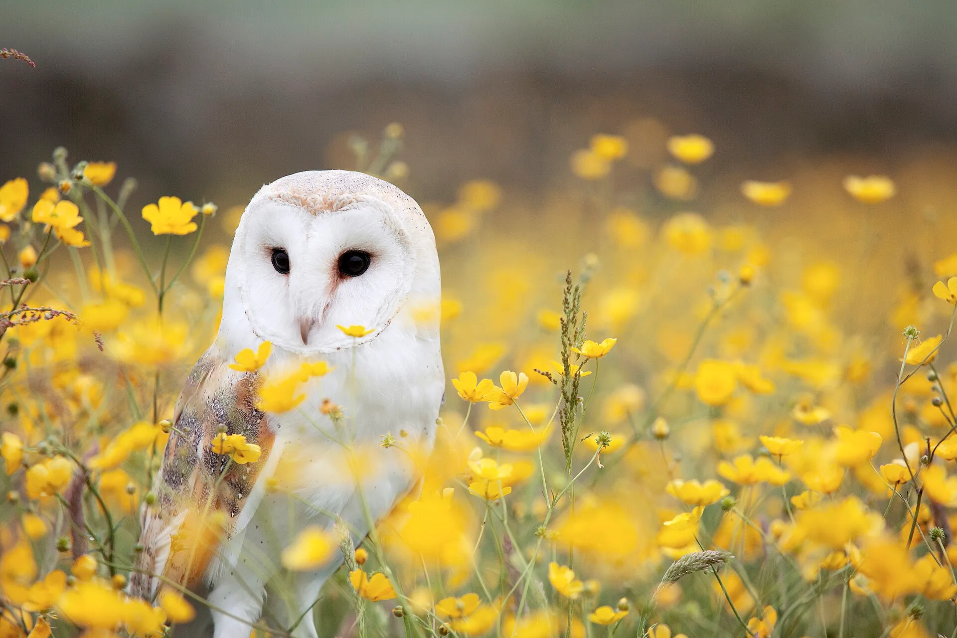 Barn owl standing among yellow buttercups in a flowering meadow