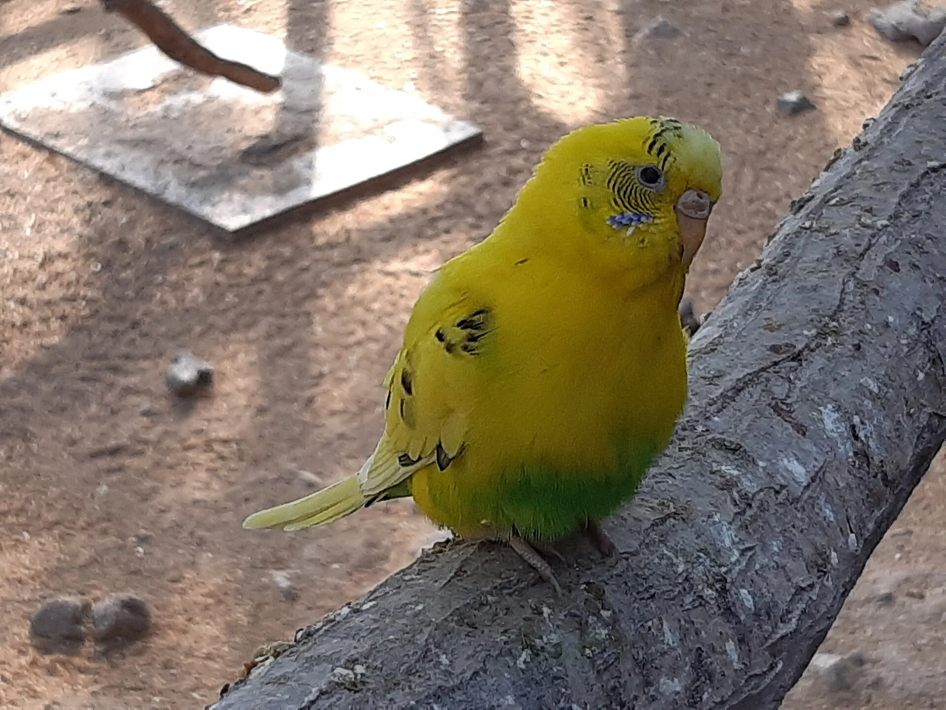 Yellow and green pet budgerigar perched on a branch