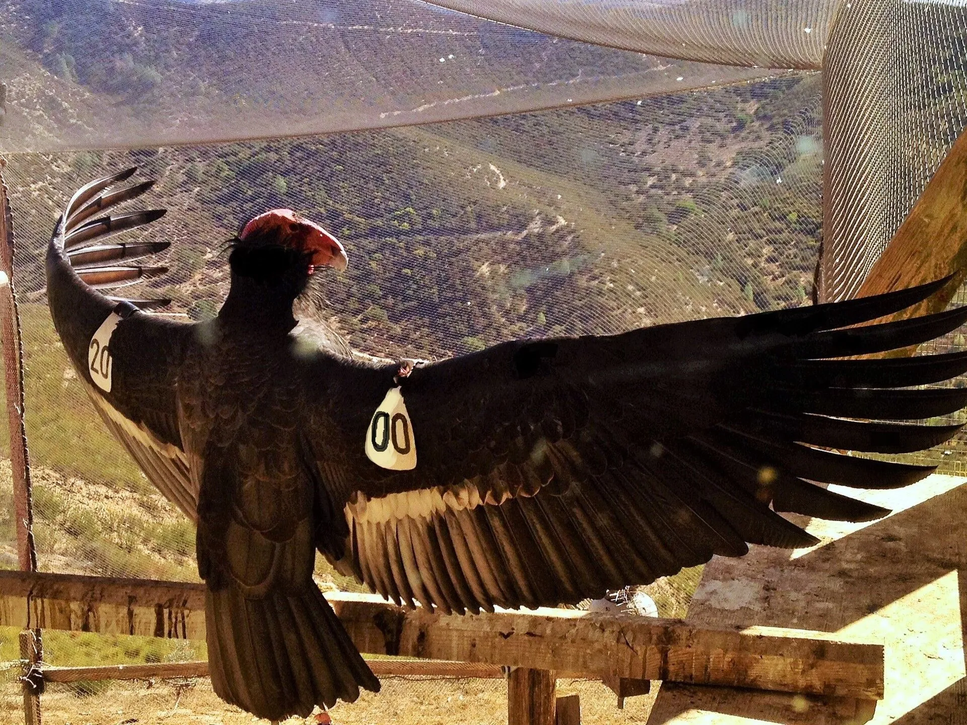 California condor with numbered wing tag spreading its wings