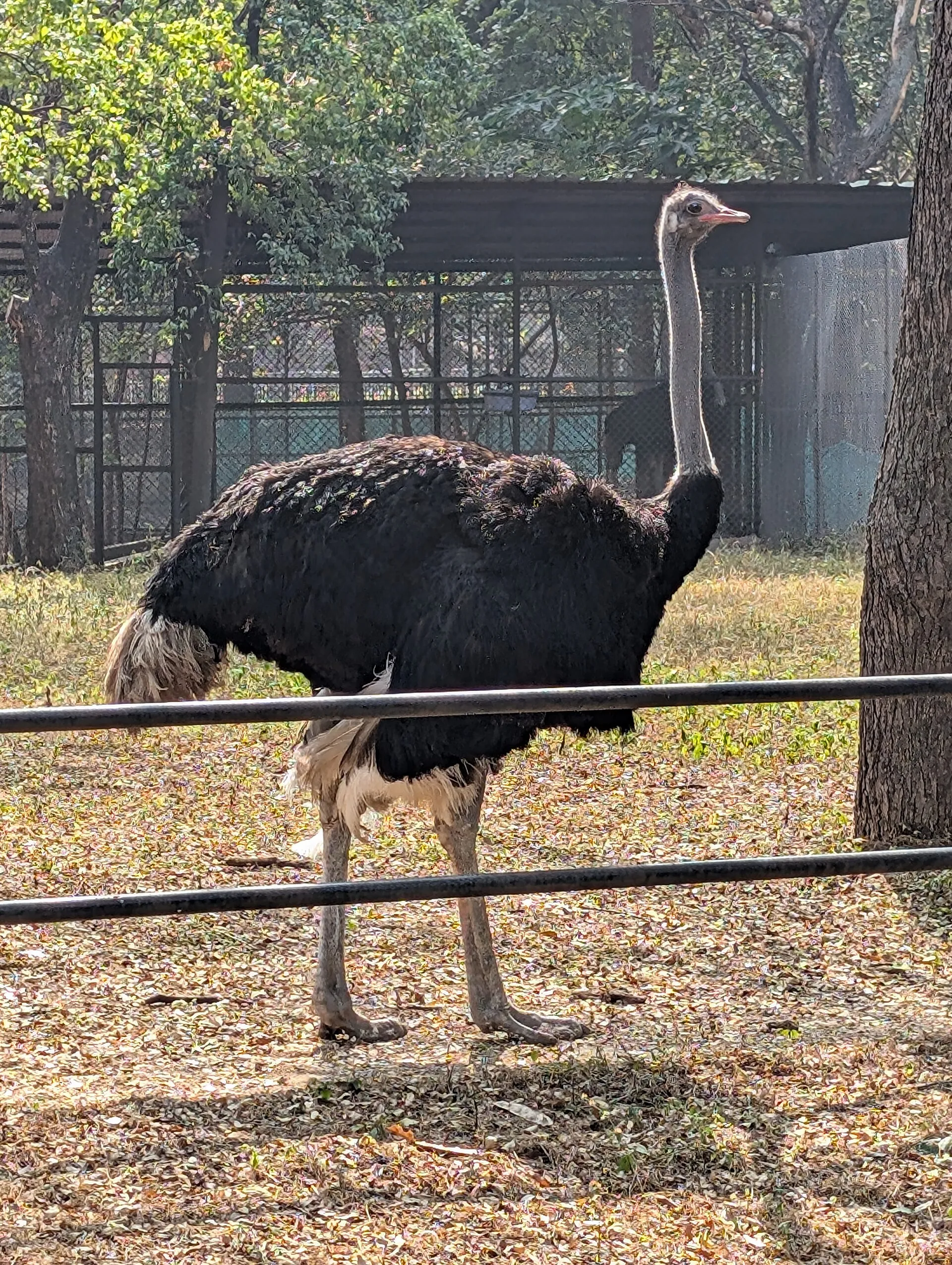 Ostrich with dark body plumage and a long neck walking in a paddock